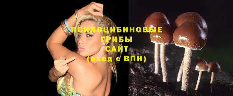 mega ТОР  Елабуга  Псилоцибиновые грибы Psilocybe 